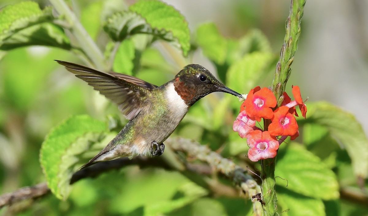 Ruby-throated Hummingbird - ML646412205