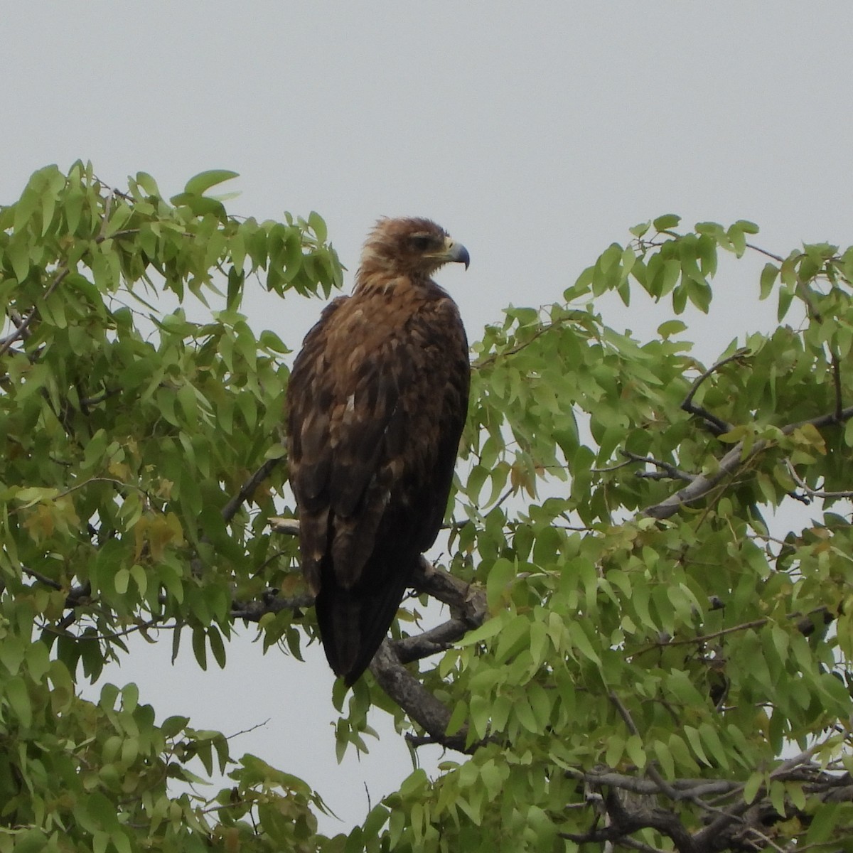 Tawny Eagle - ML646412207