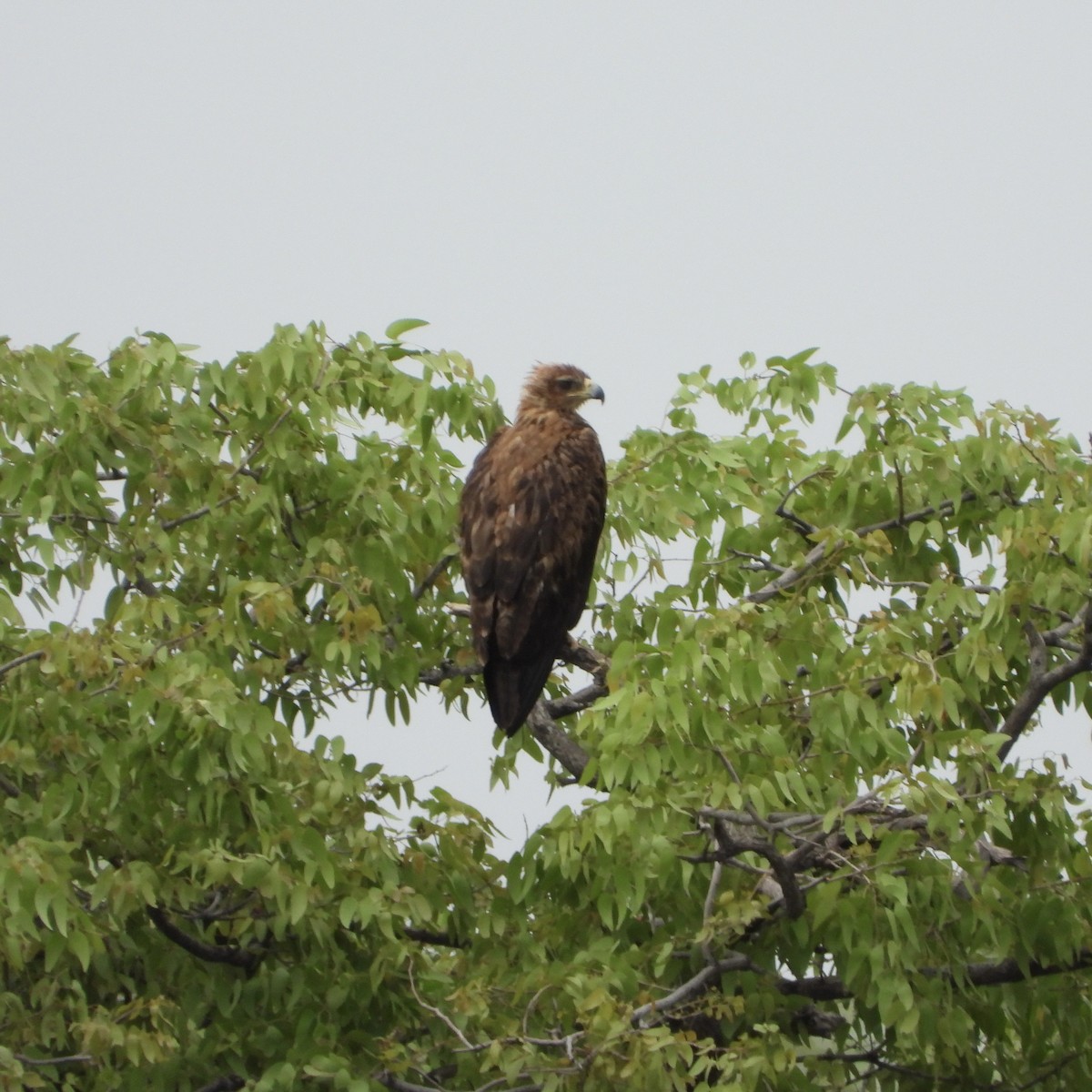 Tawny Eagle - ML646412208