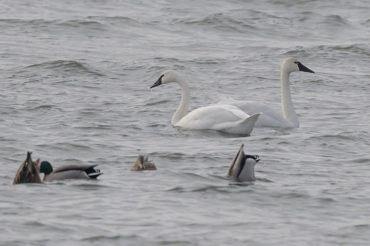 Tundra Swan - ML646412209
