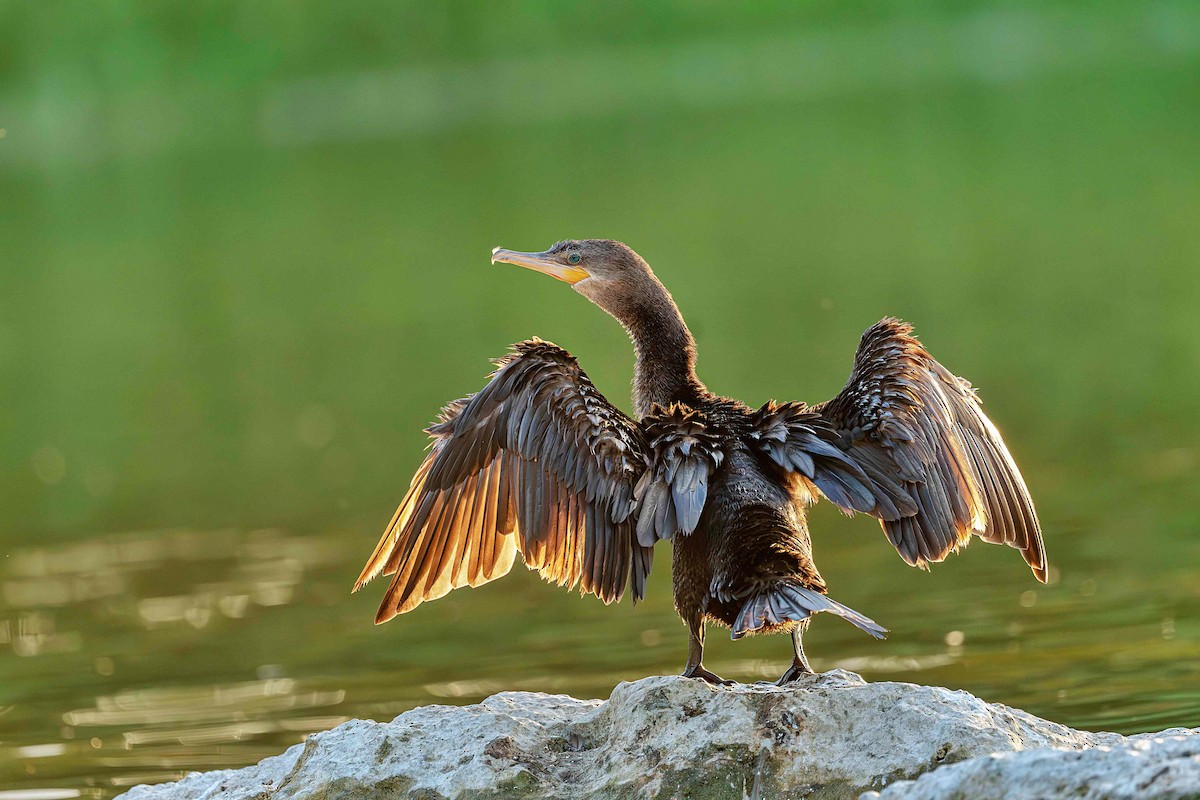 Neotropic Cormorant - ML646412211