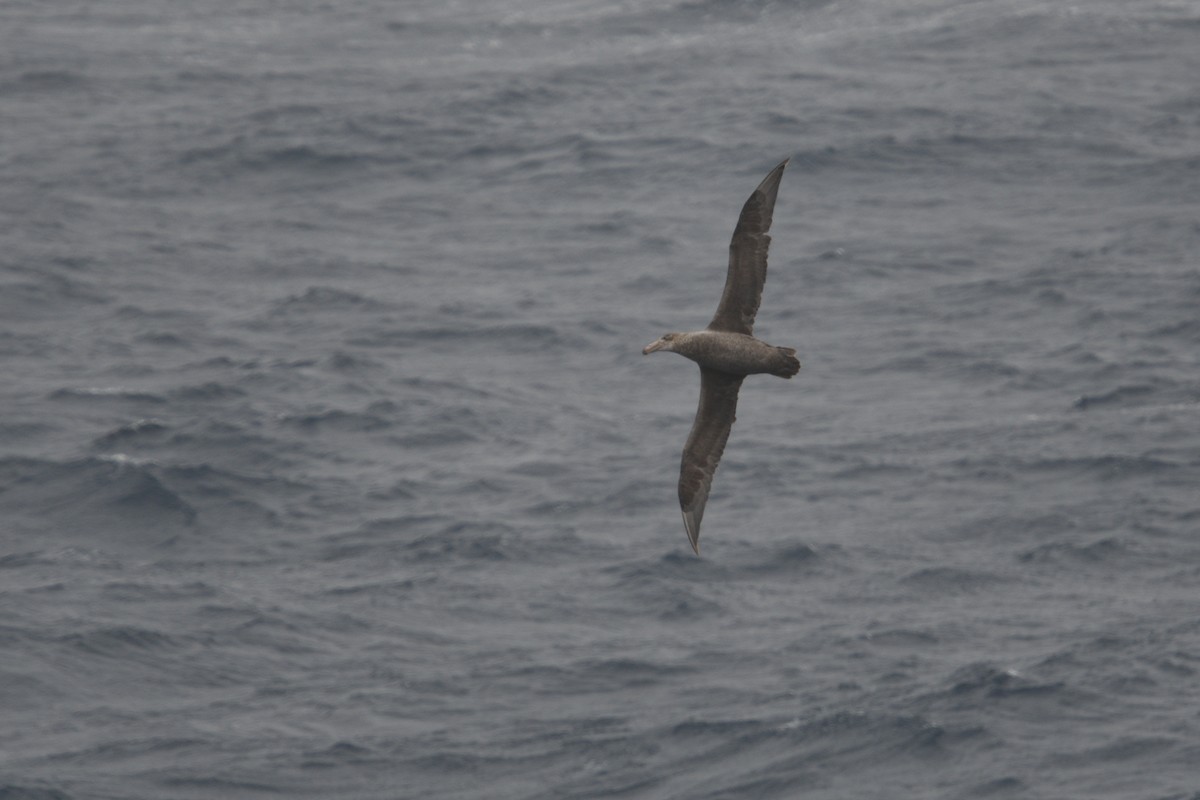 Southern Giant-Petrel - ML646412212