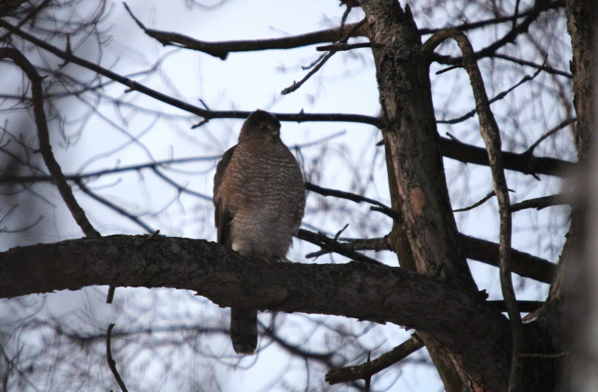 Cooper's Hawk - ML646412213
