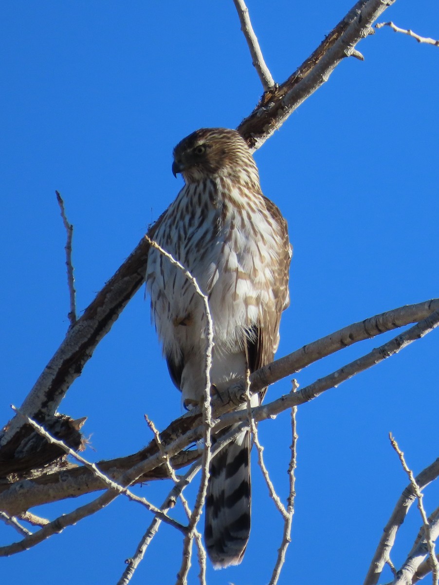 Cooper's Hawk - ML646412215