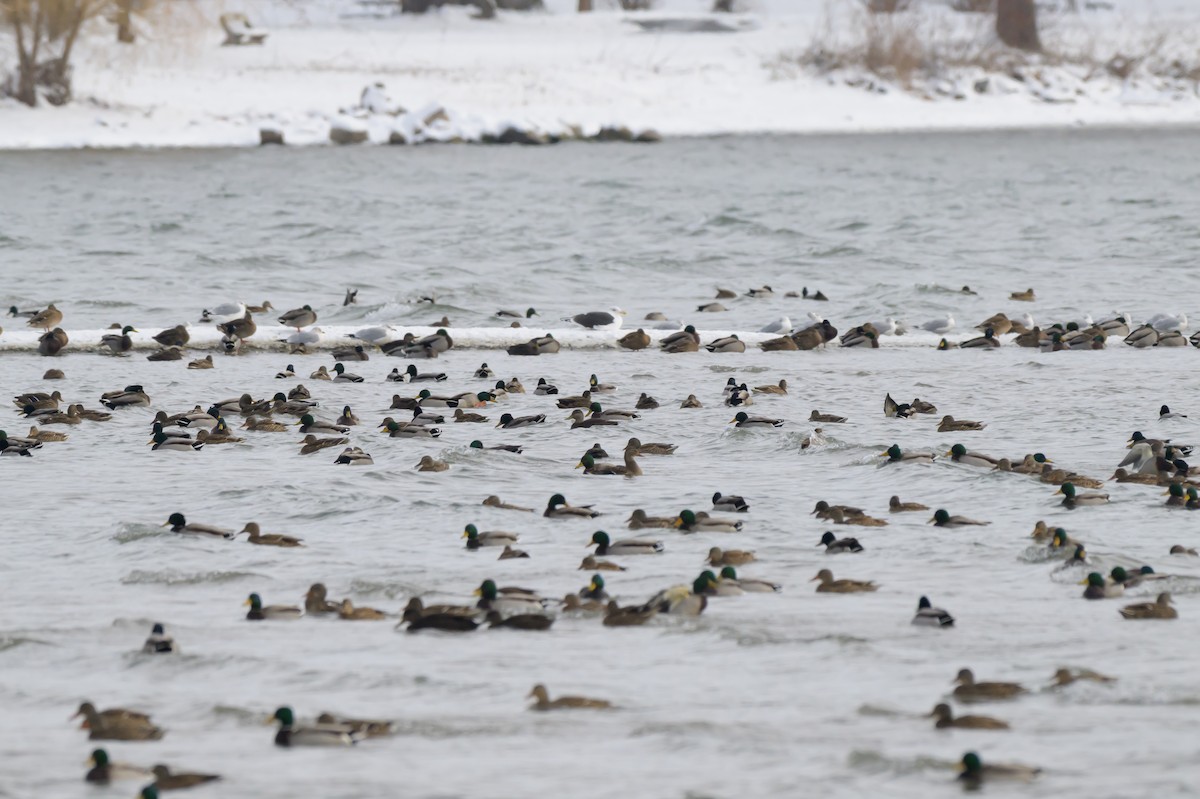 Mallard - ML646412216