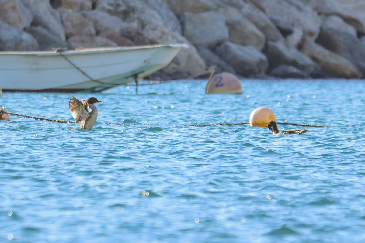 Common Merganser - ML646412217