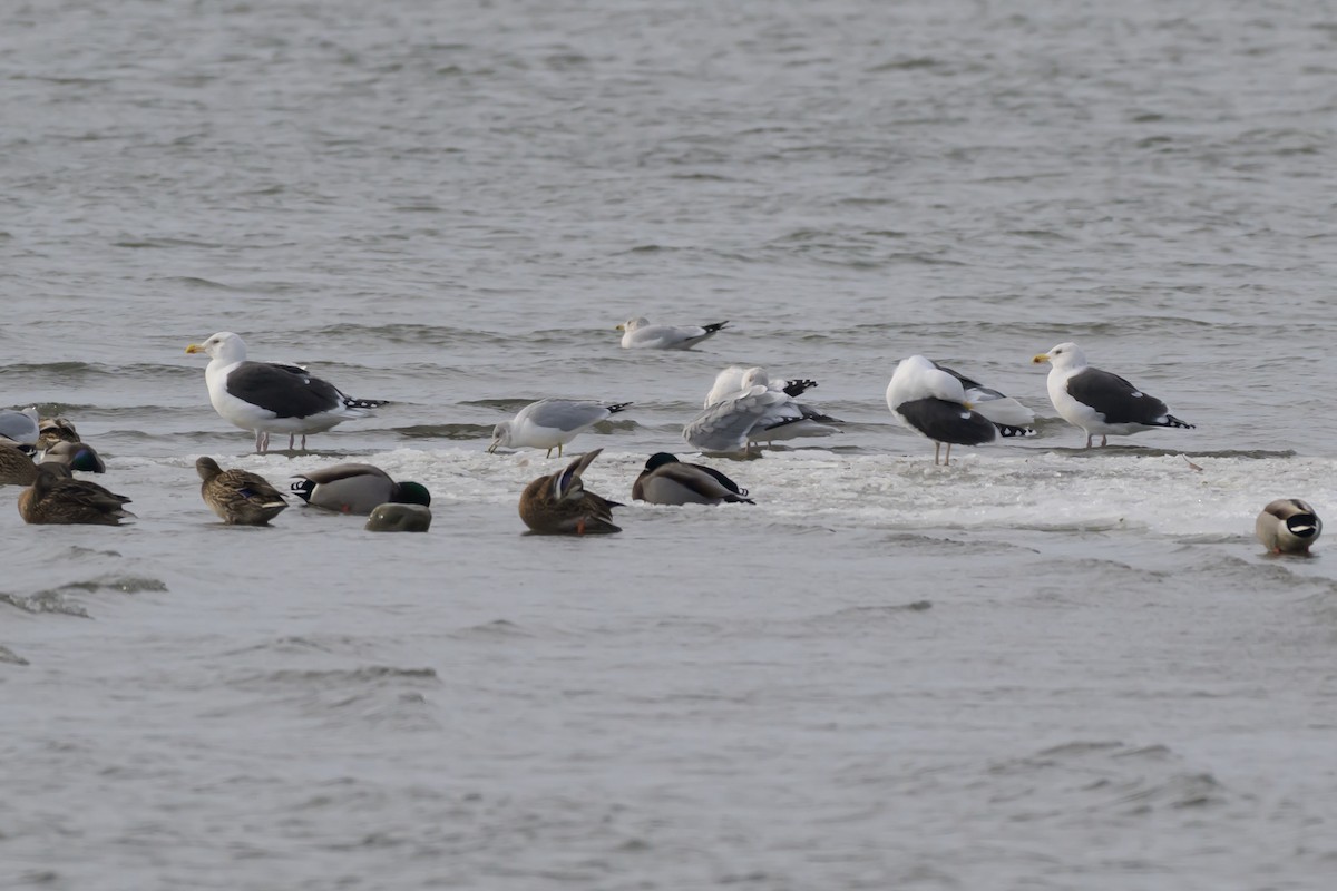 Great Black-backed Gull - ML646412218