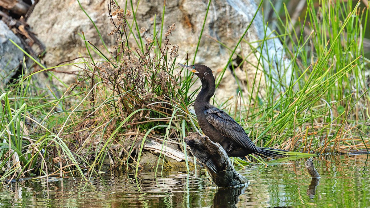 Neotropic Cormorant - ML646412219