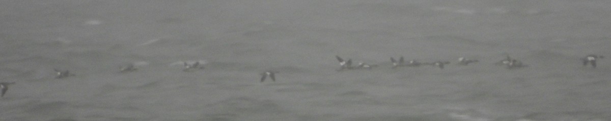 Red-breasted Merganser - ML646412221