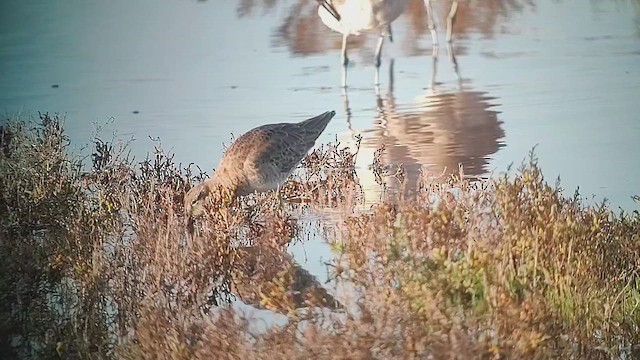 Short-billed Dowitcher - ML646412222
