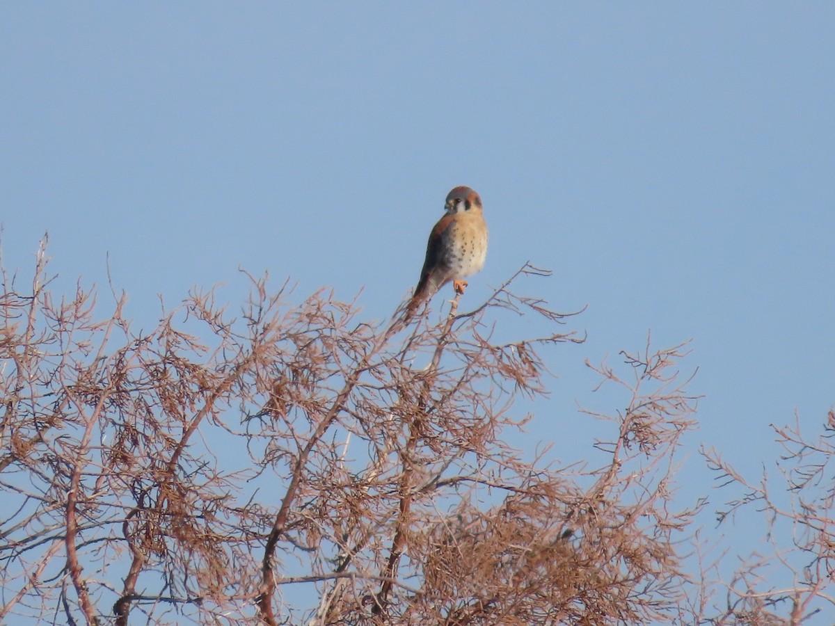 American Kestrel - ML646412223