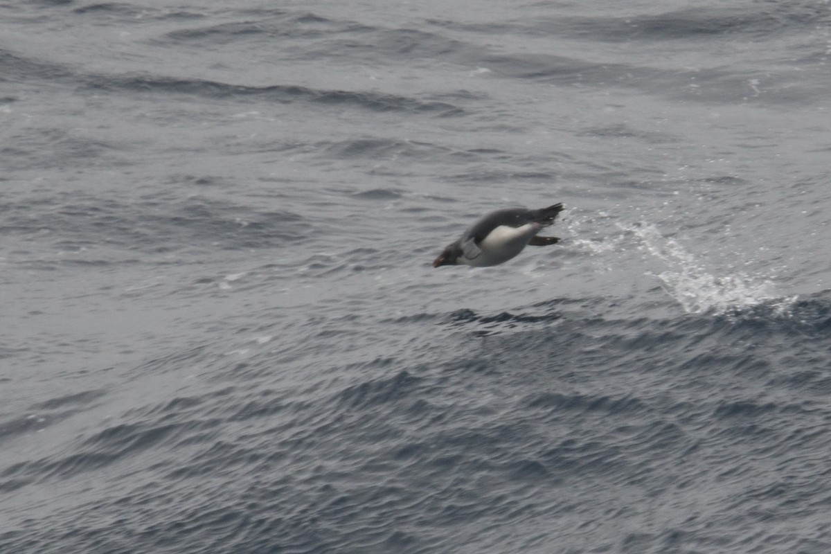 Eastern Rockhopper Penguin - ML646412224
