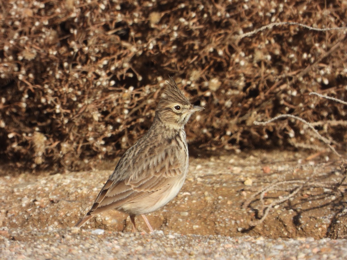 Thekla's Lark - ML646412225