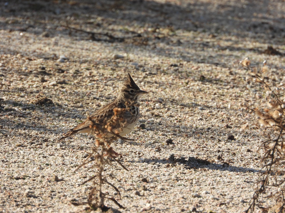 Thekla's Lark - ML646412226