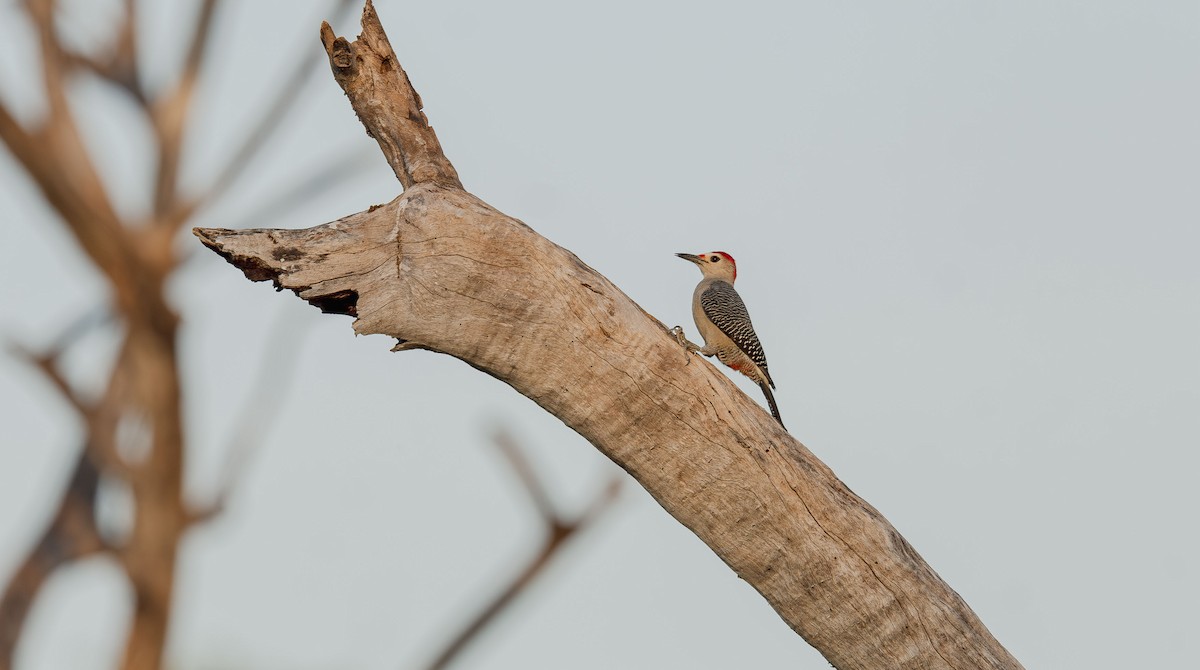 Golden-fronted Woodpecker - ML646412229
