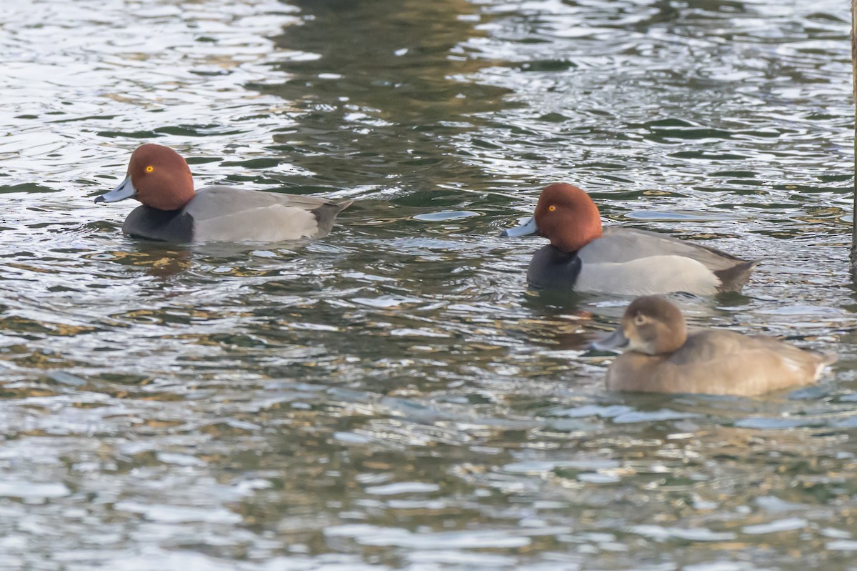 Redhead - ML646412230