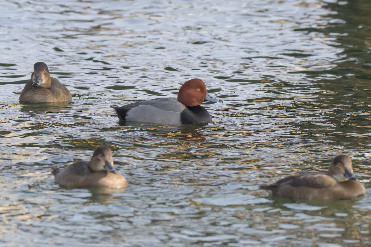 Redhead - ML646412231