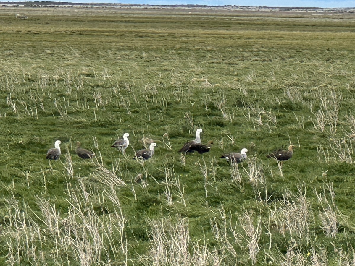 Upland Goose - ML646412232