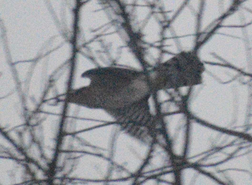 Cooper's Hawk - ML646412233