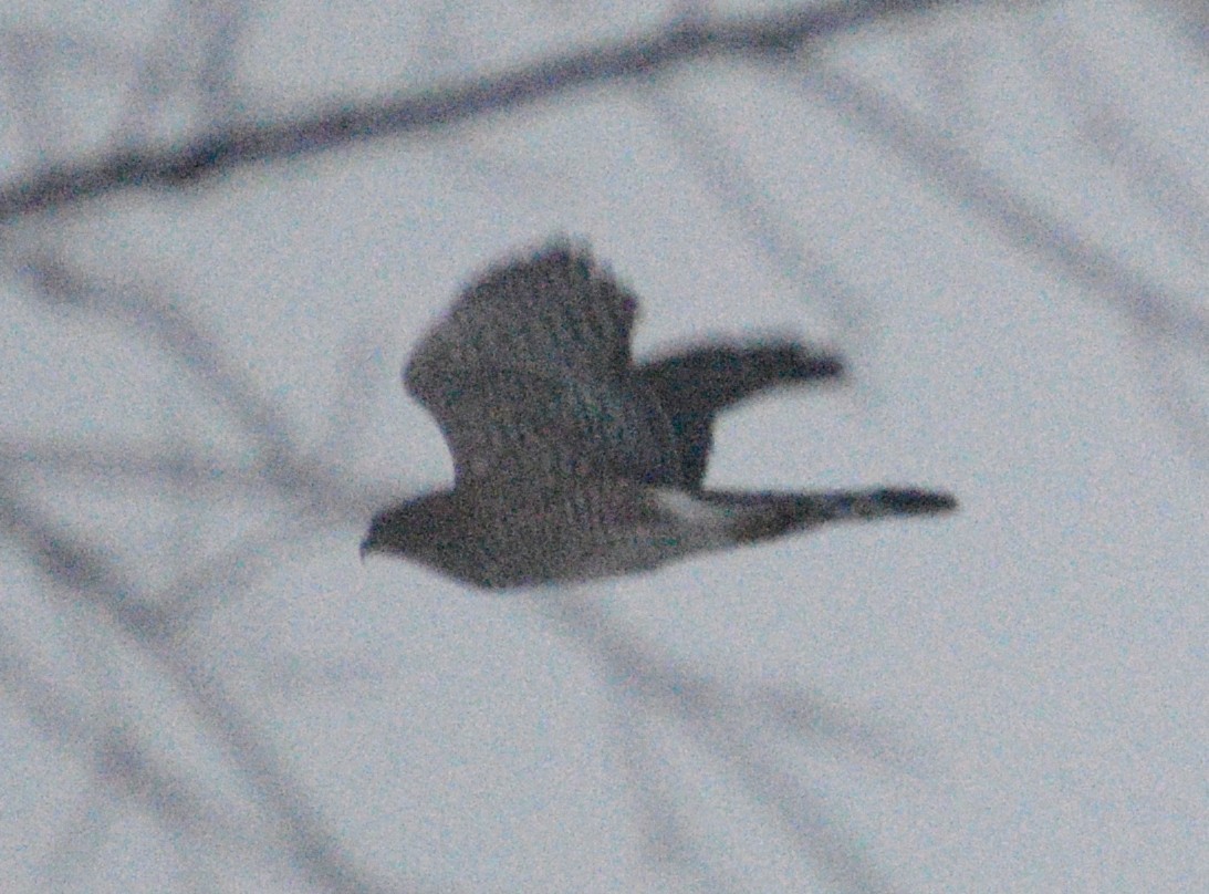 Cooper's Hawk - ML646412234