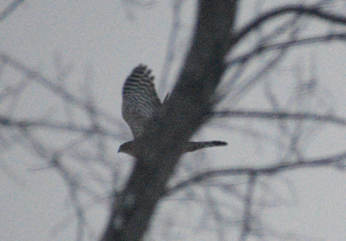 Cooper's Hawk - ML646412235