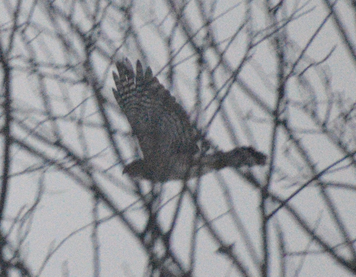 Cooper's Hawk - ML646412236