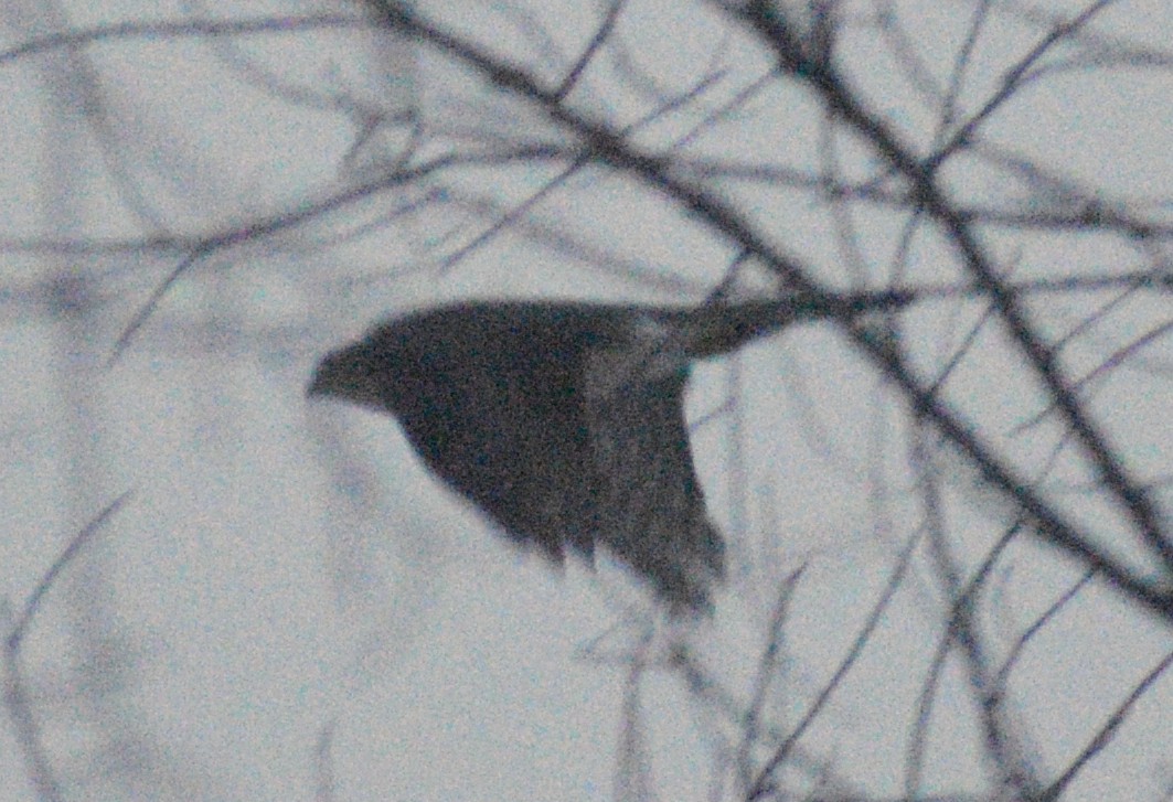 Cooper's Hawk - ML646412237