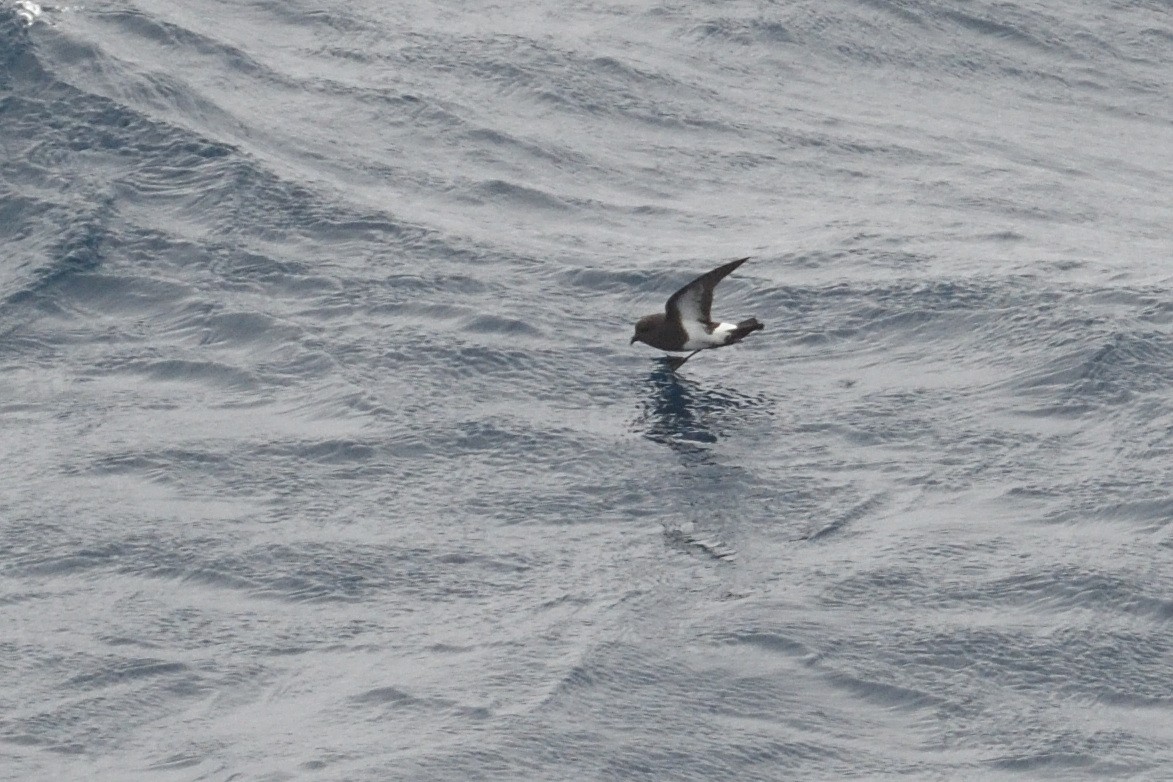 Océanite à ventre noir - ML646412239