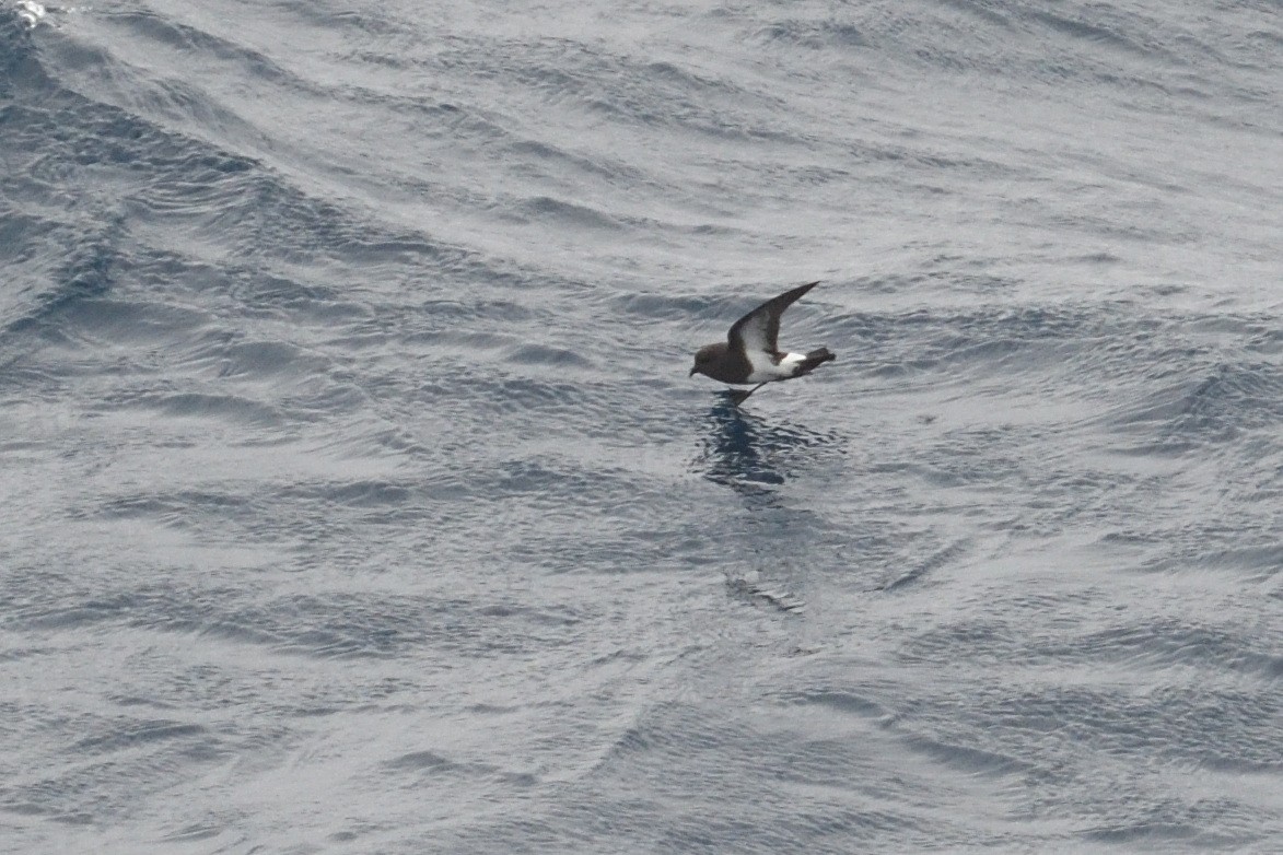 Océanite à ventre noir - ML646412240