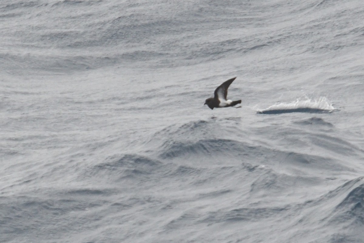 Océanite à ventre noir - ML646412241