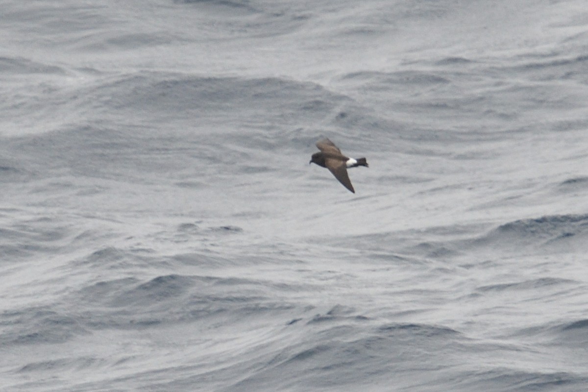 Océanite à ventre noir - ML646412242