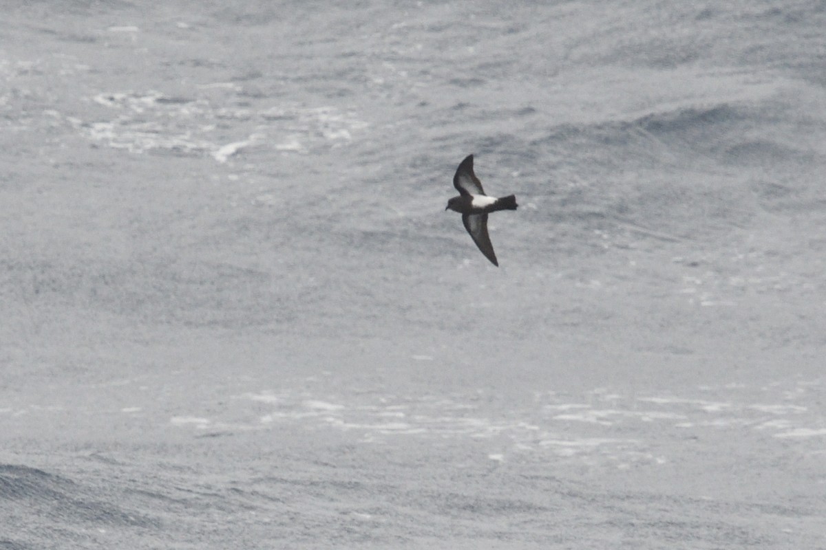 Océanite à ventre noir - ML646412244