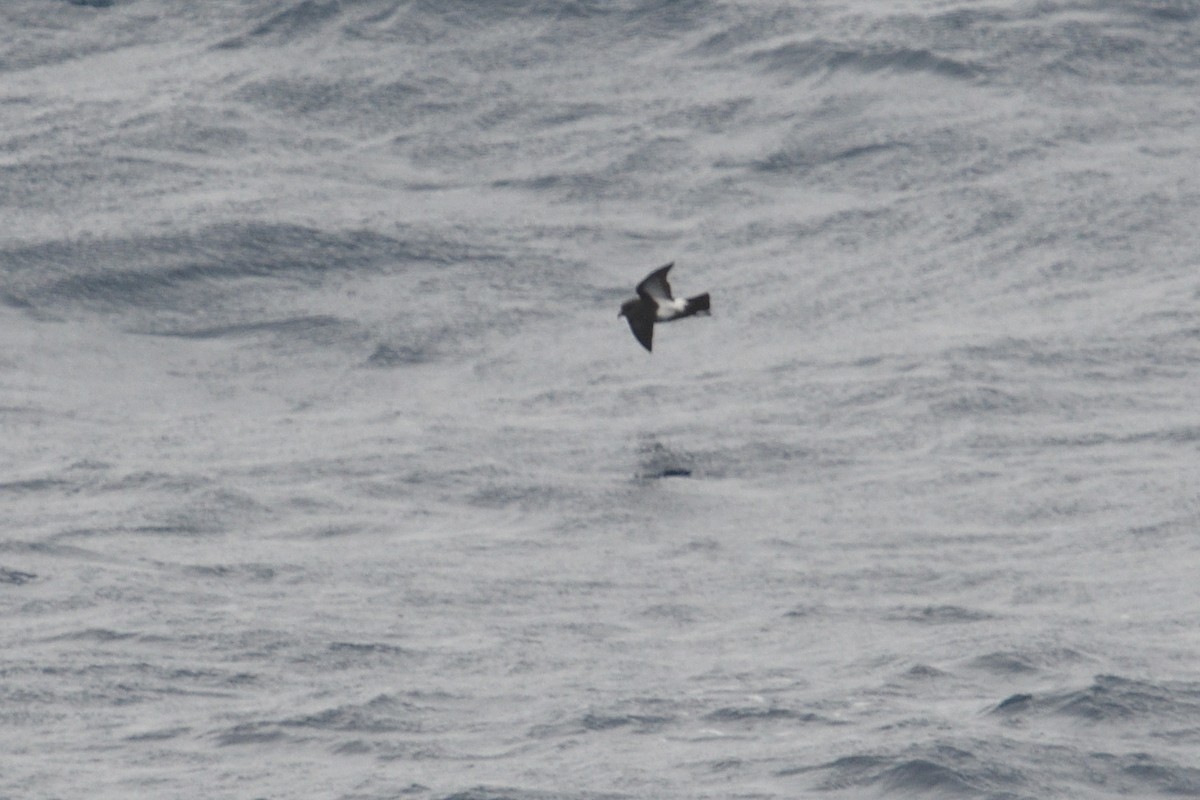 Océanite à ventre noir - ML646412245