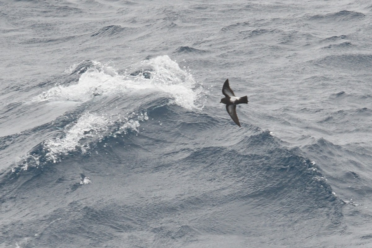Océanite à ventre noir - ML646412248