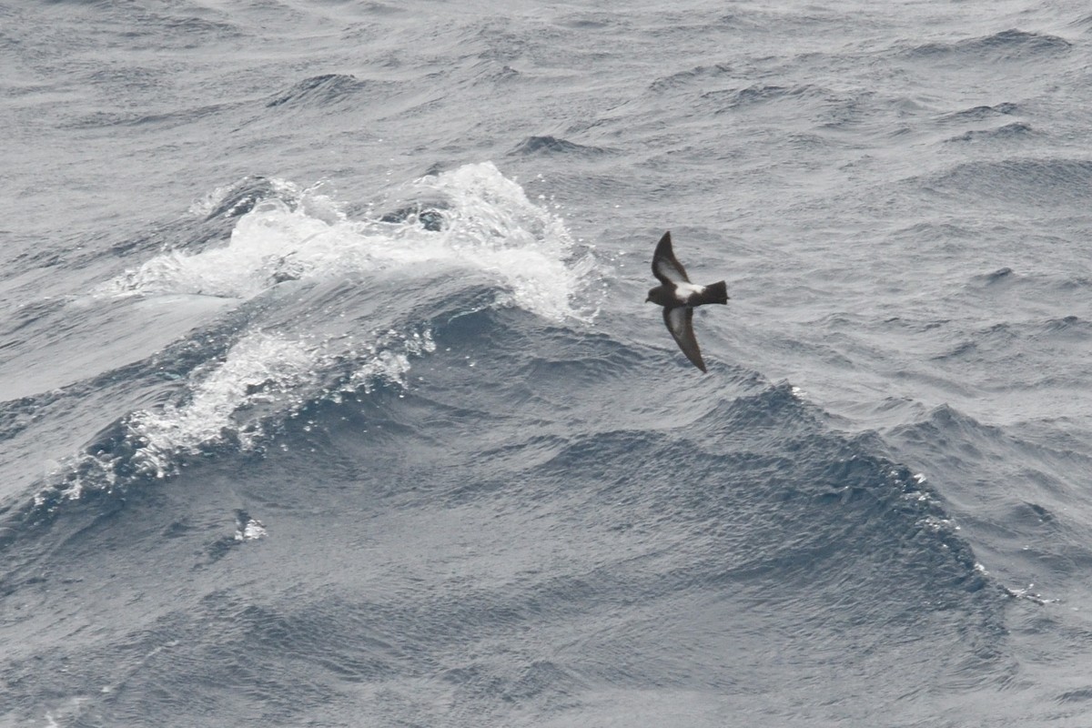 Océanite à ventre noir - ML646412249