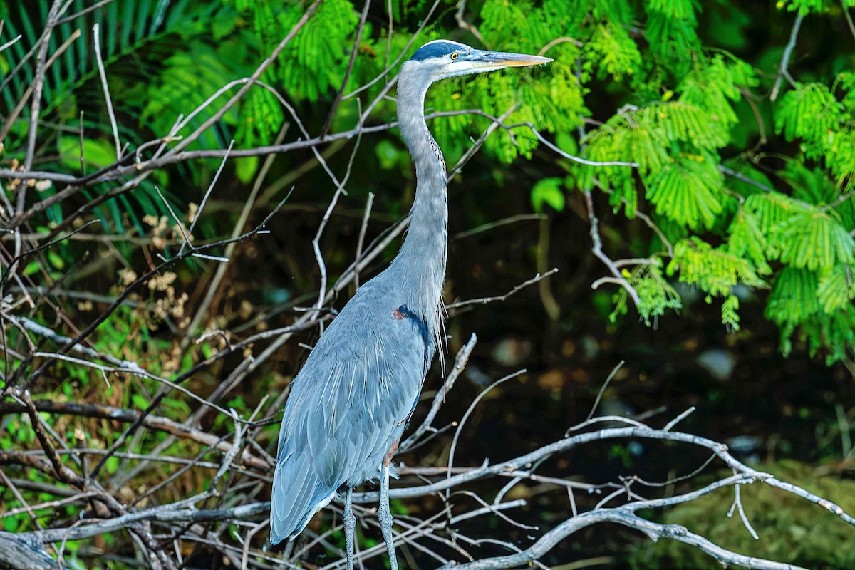 Great Blue Heron - ML646412250