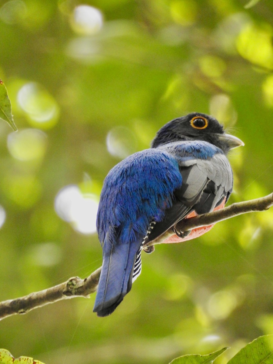 Blue-crowned Trogon - ML646412258