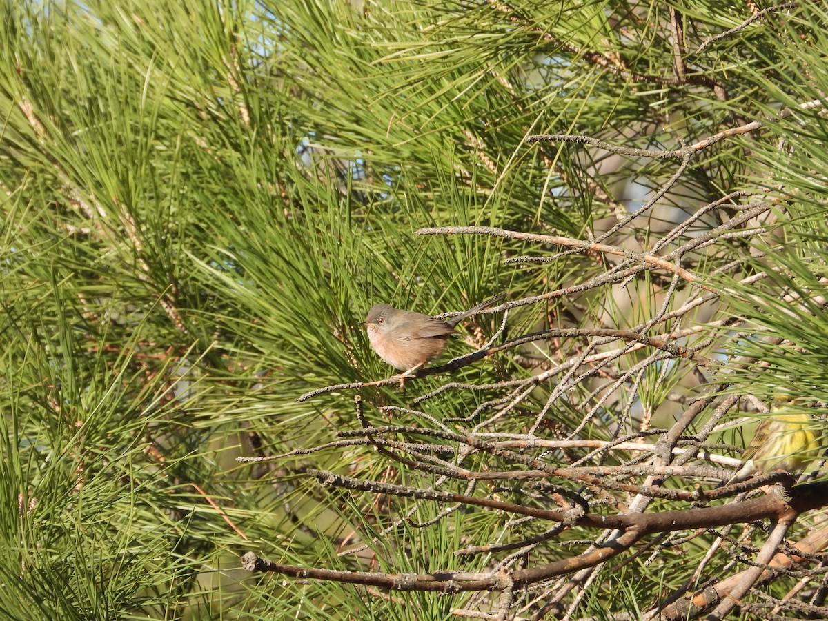 Dartford Warbler - ML646412259