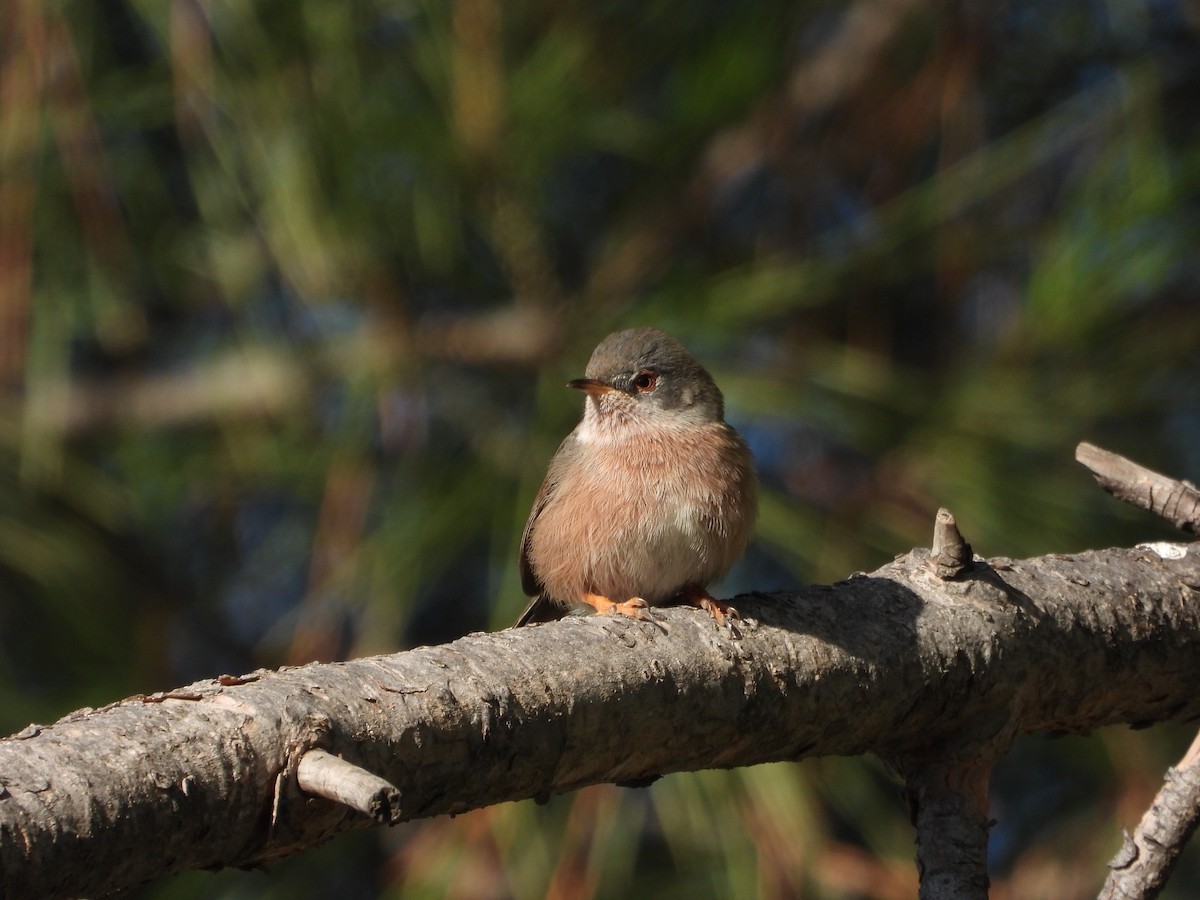 Dartford Warbler - ML646412260