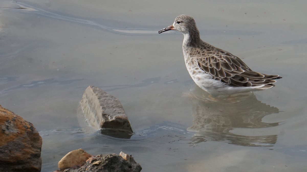 Брижач - ML646412261