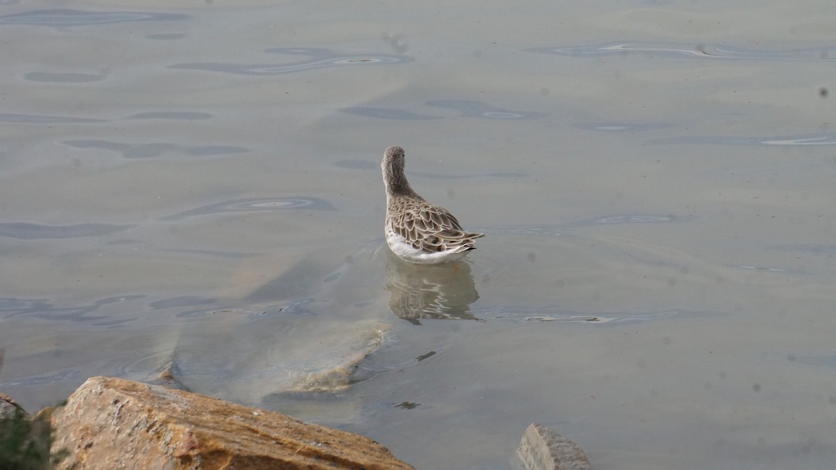 Брижач - ML646412262