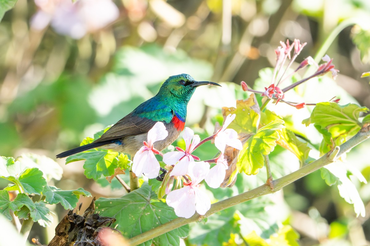 Southern Double-collared Sunbird - ML646412264