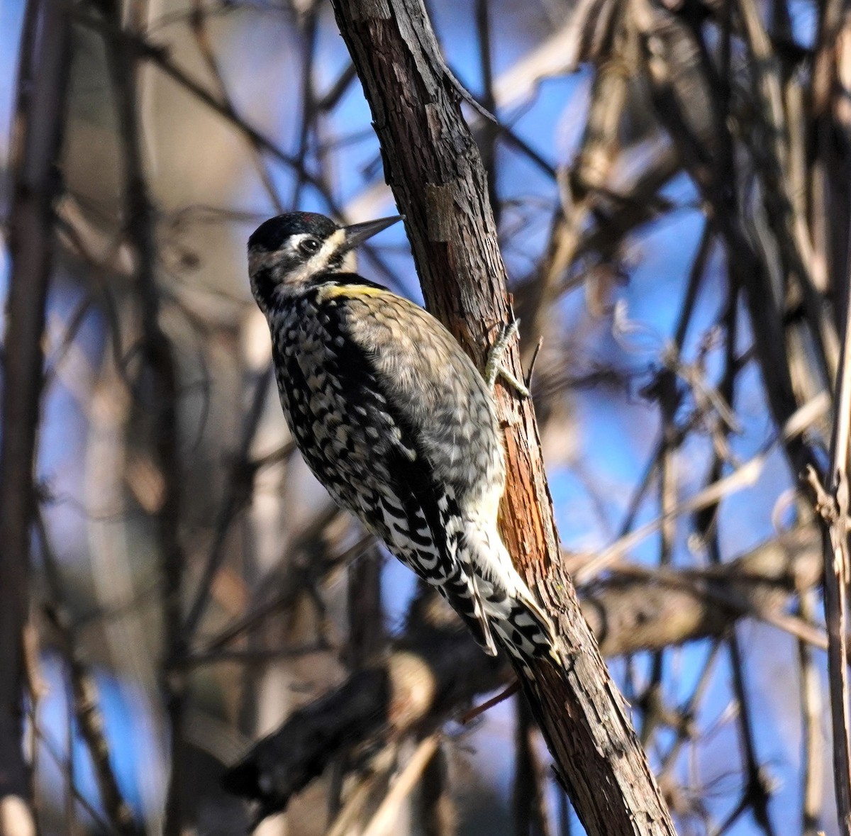 Yellow-bellied Sapsucker - ML646412265
