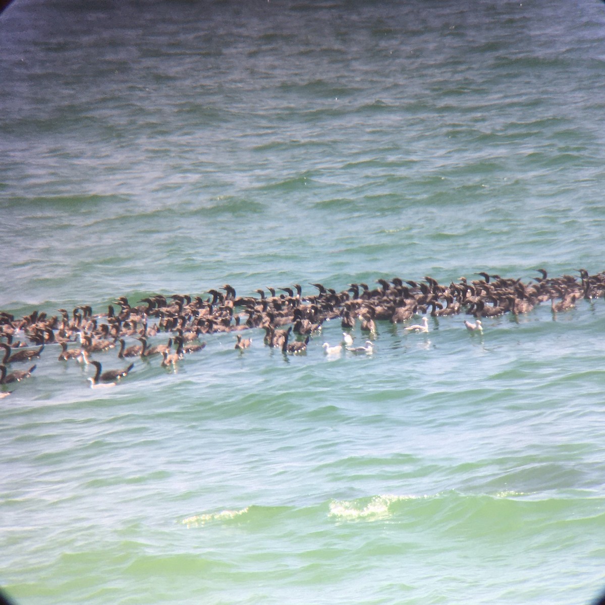 Socotra Cormorant - ML646412267