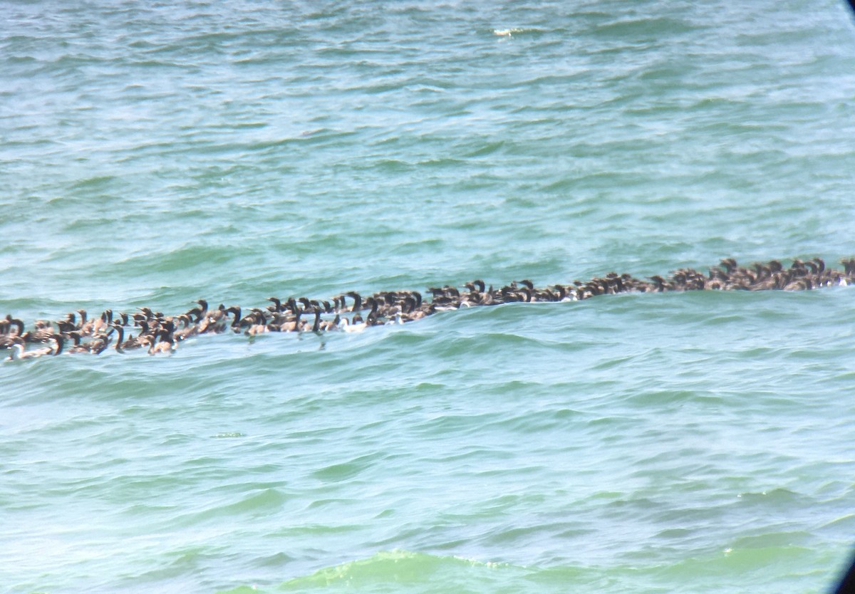 Socotra Cormorant - ML646412268