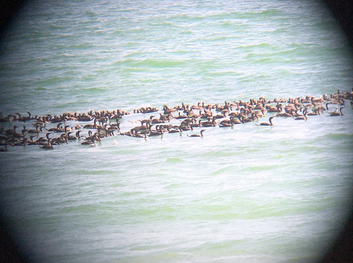 Socotra Cormorant - ML646412269