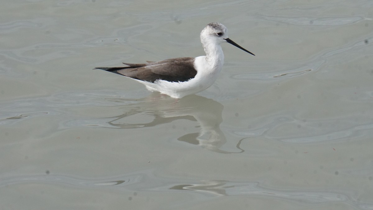 Black-winged Stilt - ML646412270