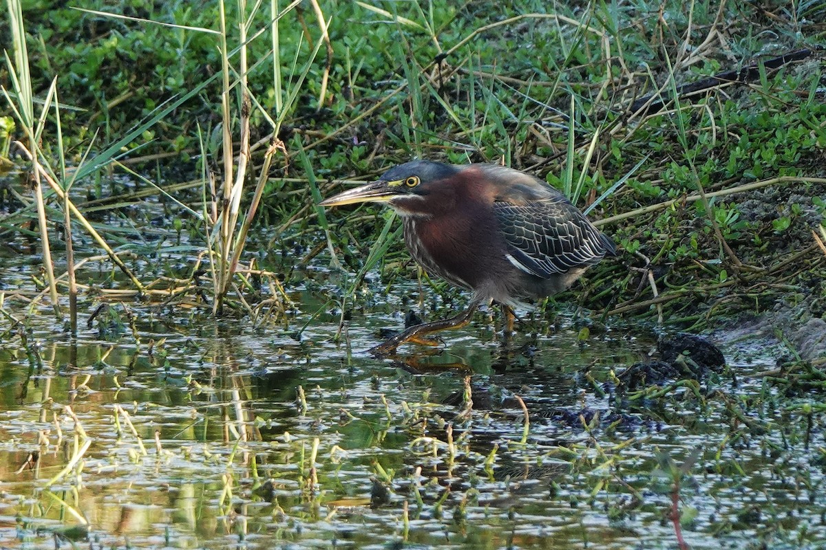 Héron vert - ML646412271