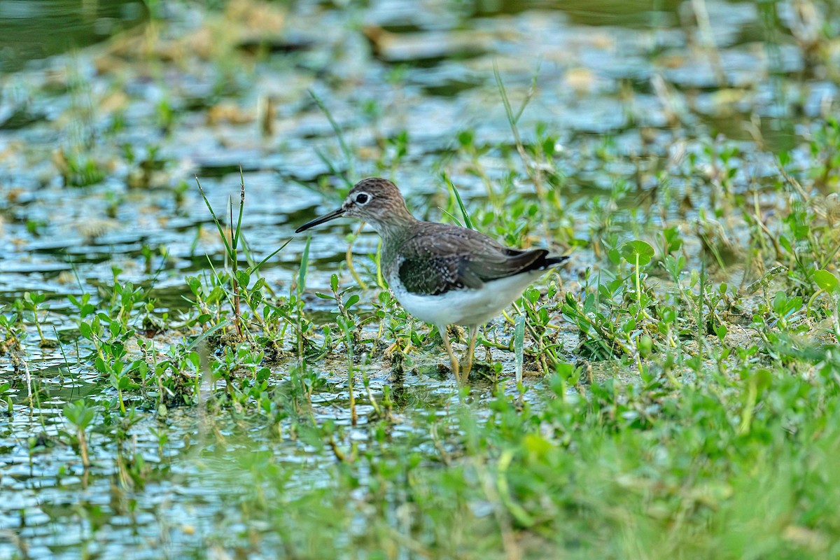Solitary Sandpiper - ML646412285
