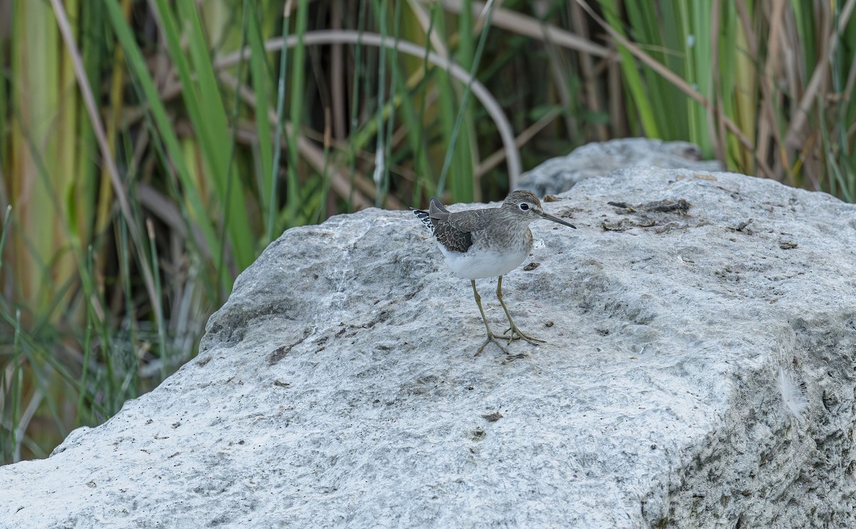 Solitary Sandpiper - ML646412292